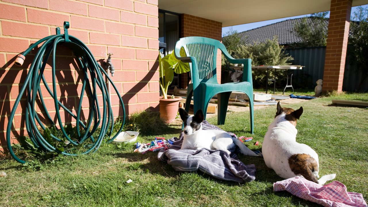 Pet stuff in yard