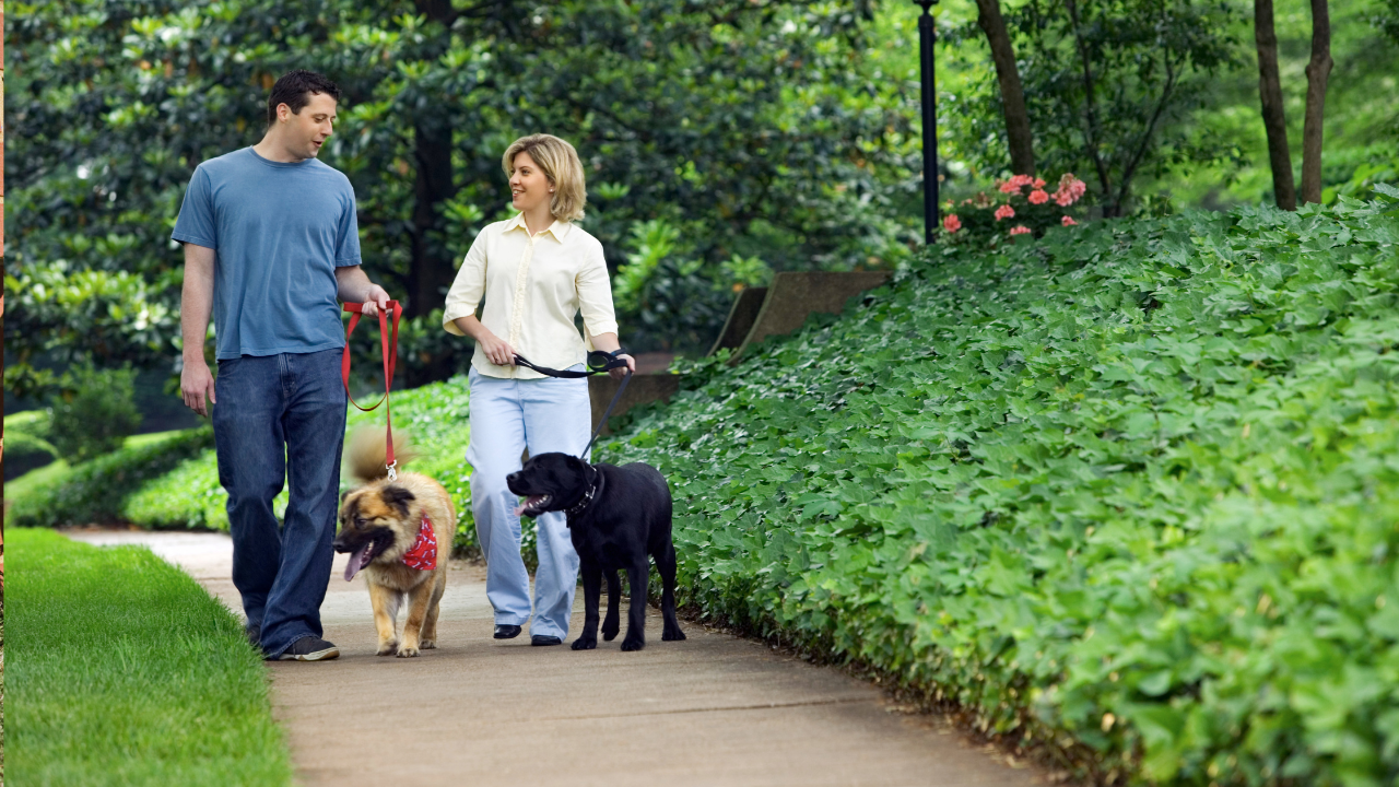 Dog Walking