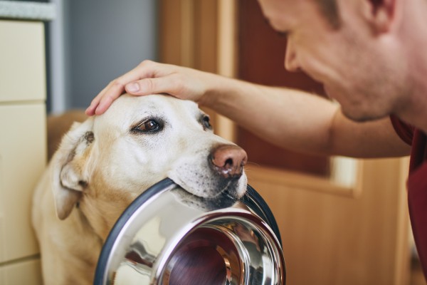 Prepping Pets for the Move header image.