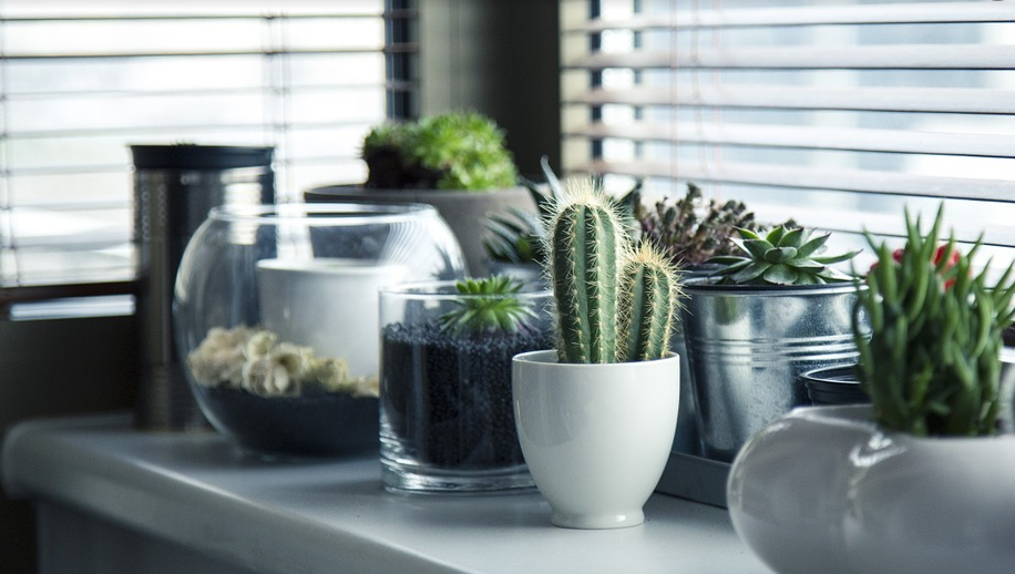 Make Your Home Instagram Worthy With These 7 Houseplants header image.