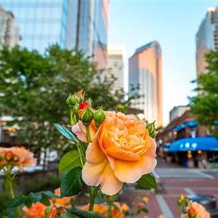 Springtime in the Queen City