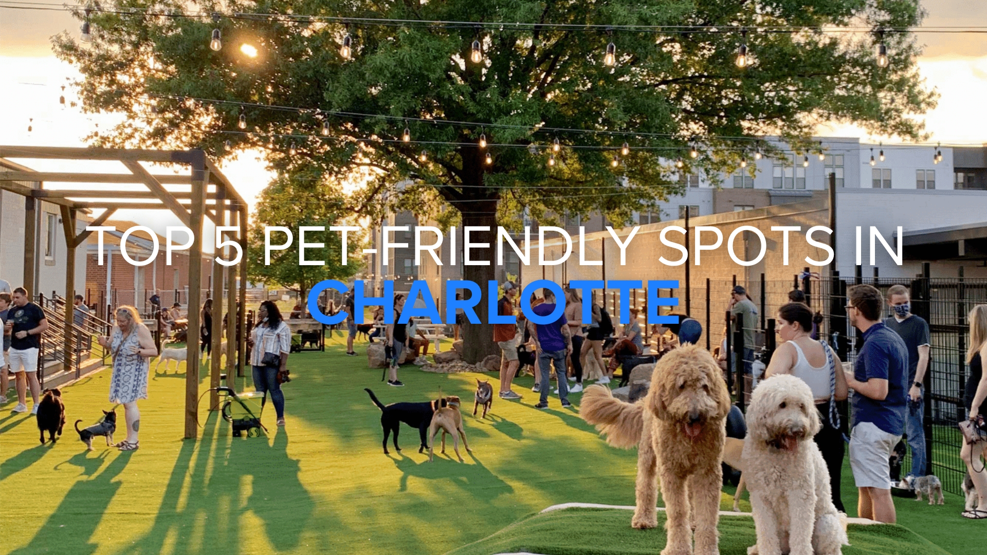 Pet-Friendly Charlotte: Top 5 Spots Every Pet Parent Should Know header image.