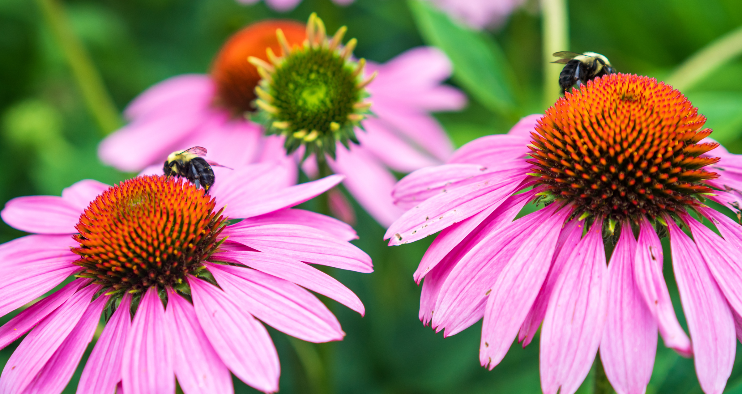 Cultivating a Buzz Worthy Pollinator Yard header image.