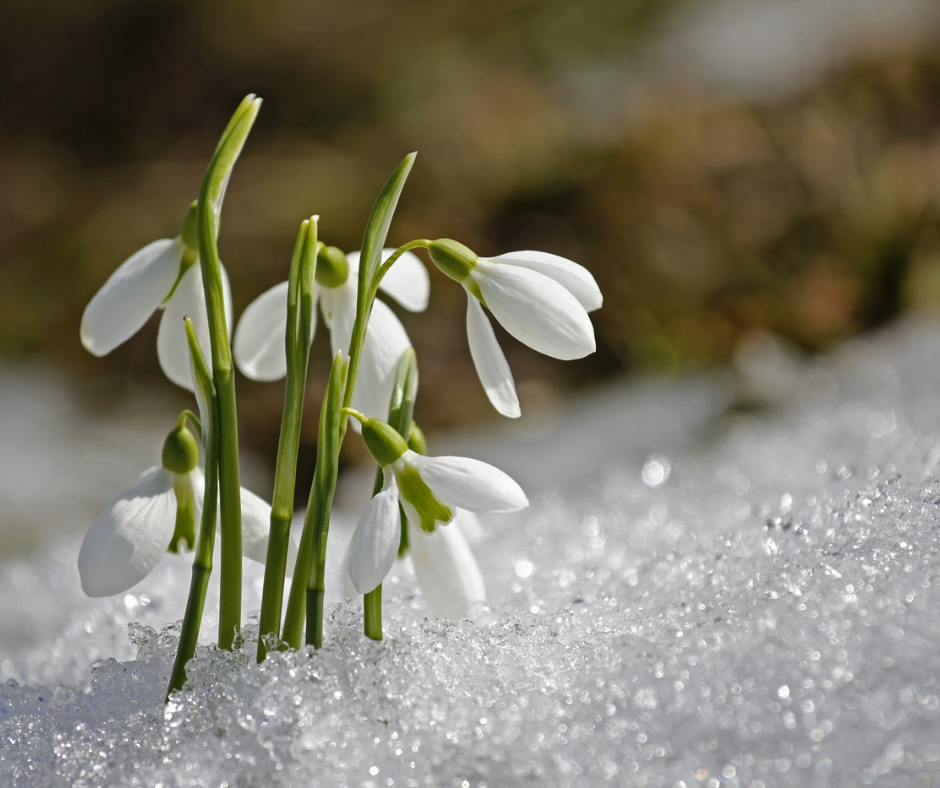 Spring is on the way header image.
