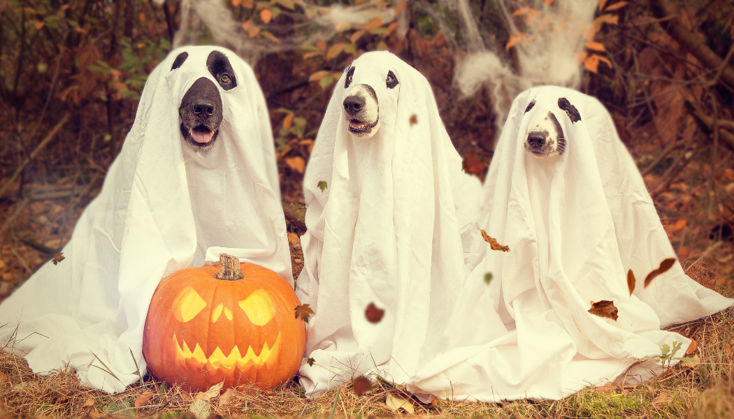 Spooky Season header image.