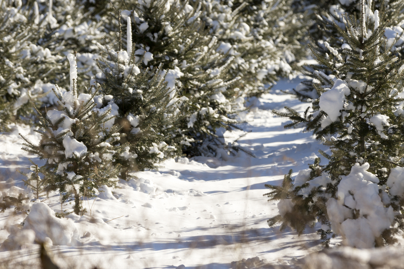 NH Christmas Tree Farms header image.