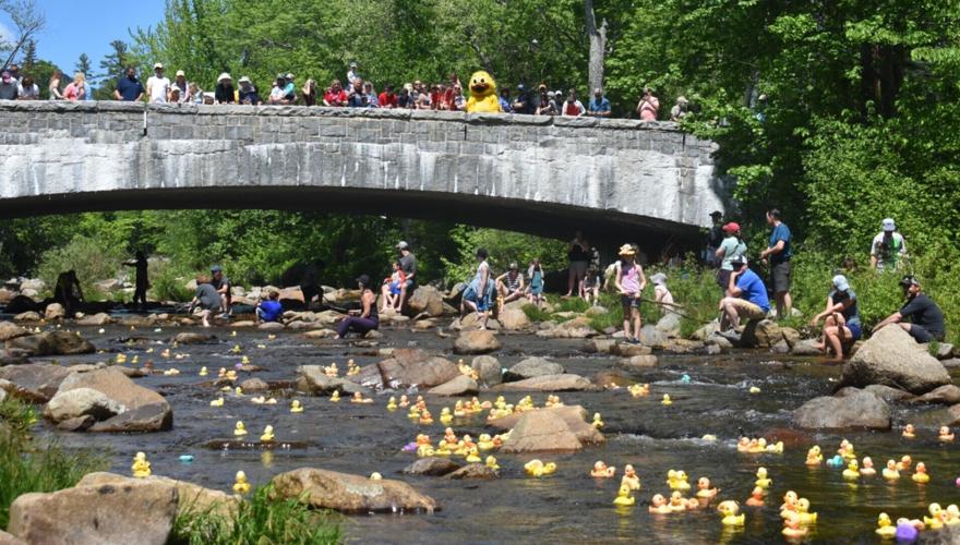 Wildquack Duck Race & Music Festival header image.