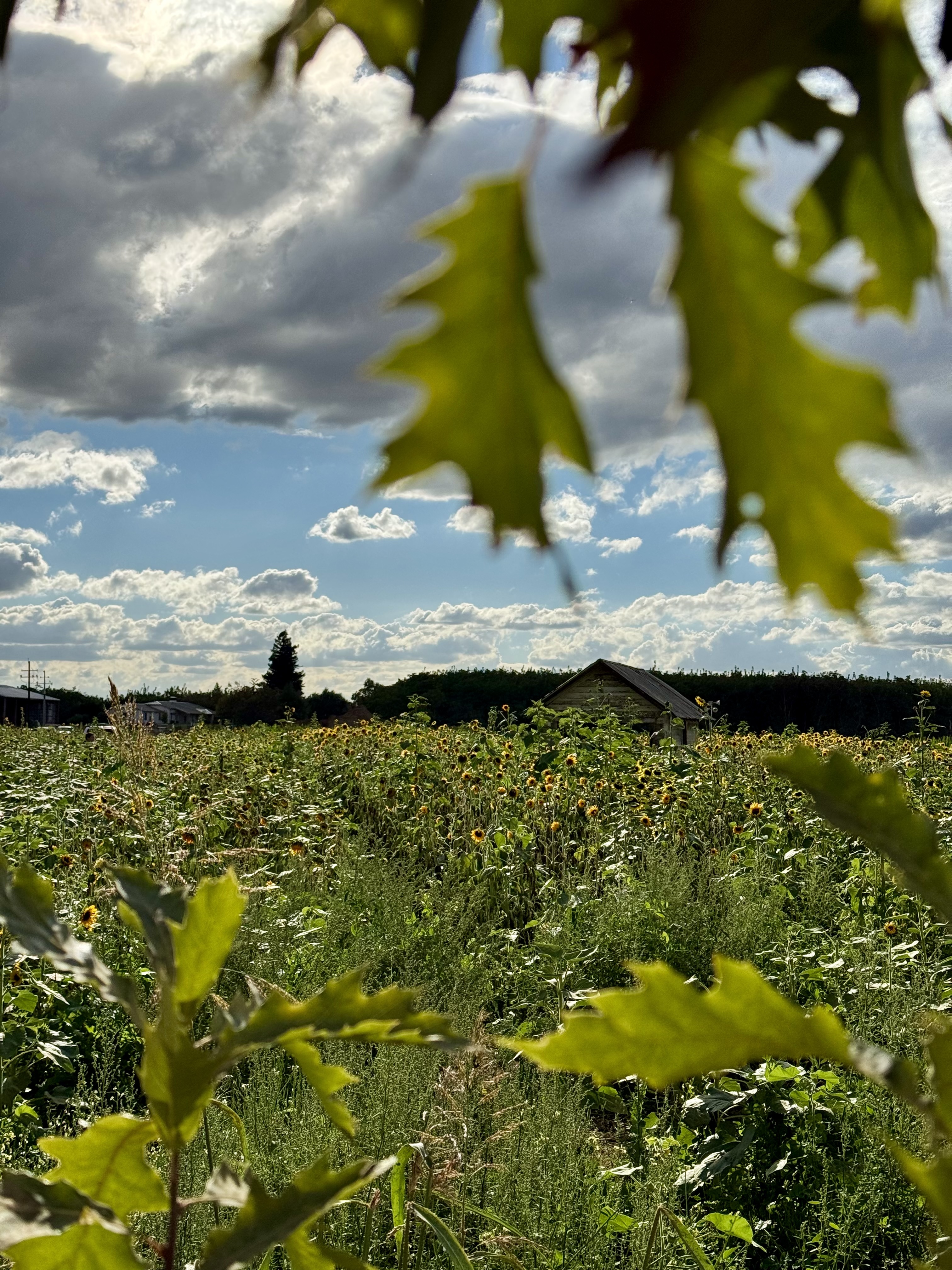 Buying a Home With Acreage in Northern California: 10 Things to Know First header image.