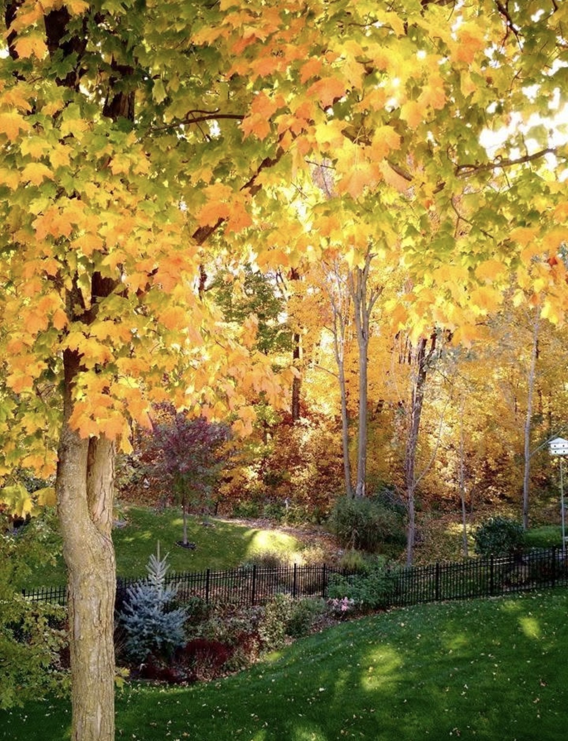 Rockford MN Fall time Hurst Woods