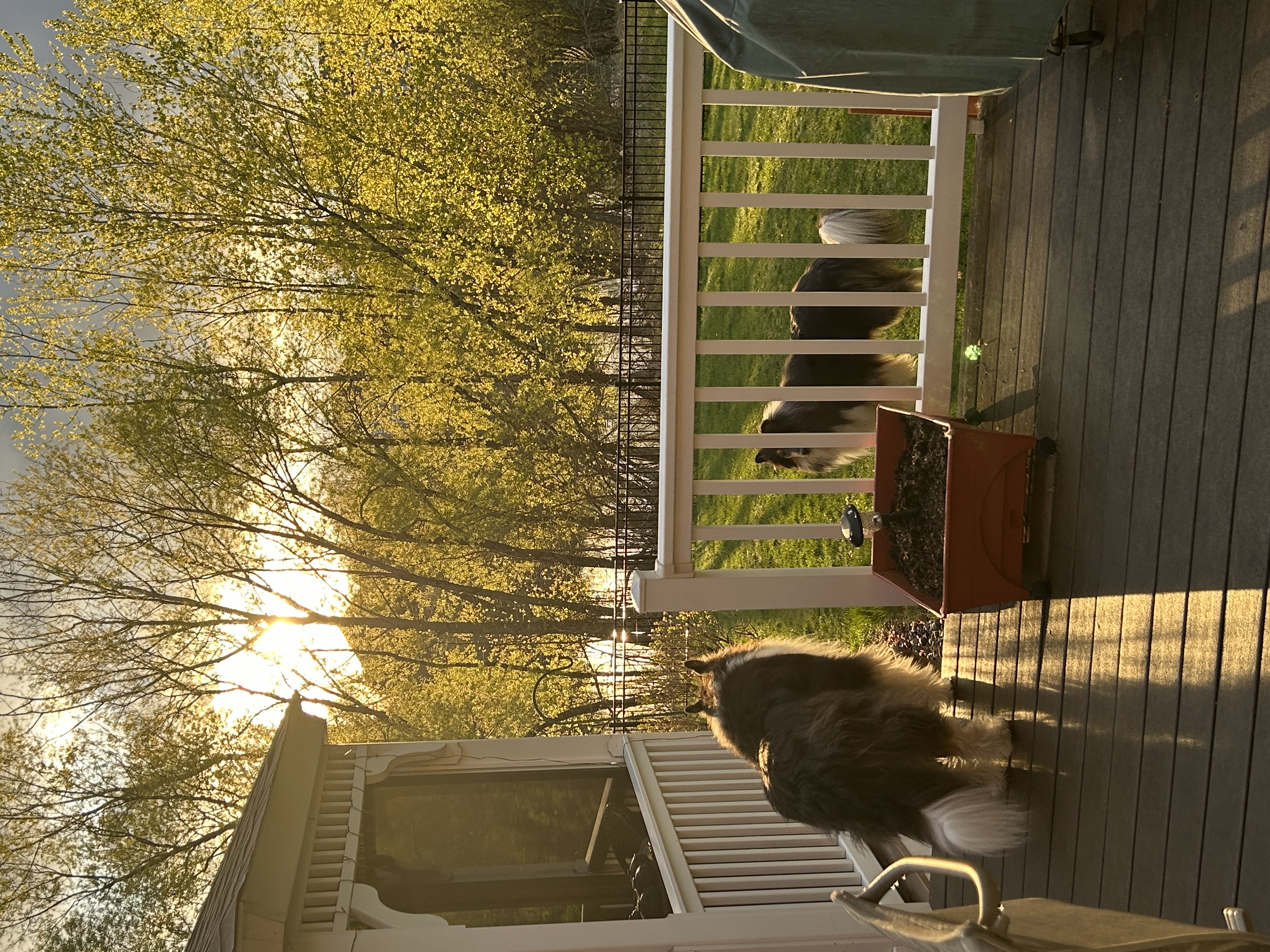 Albertville MN backyard collies