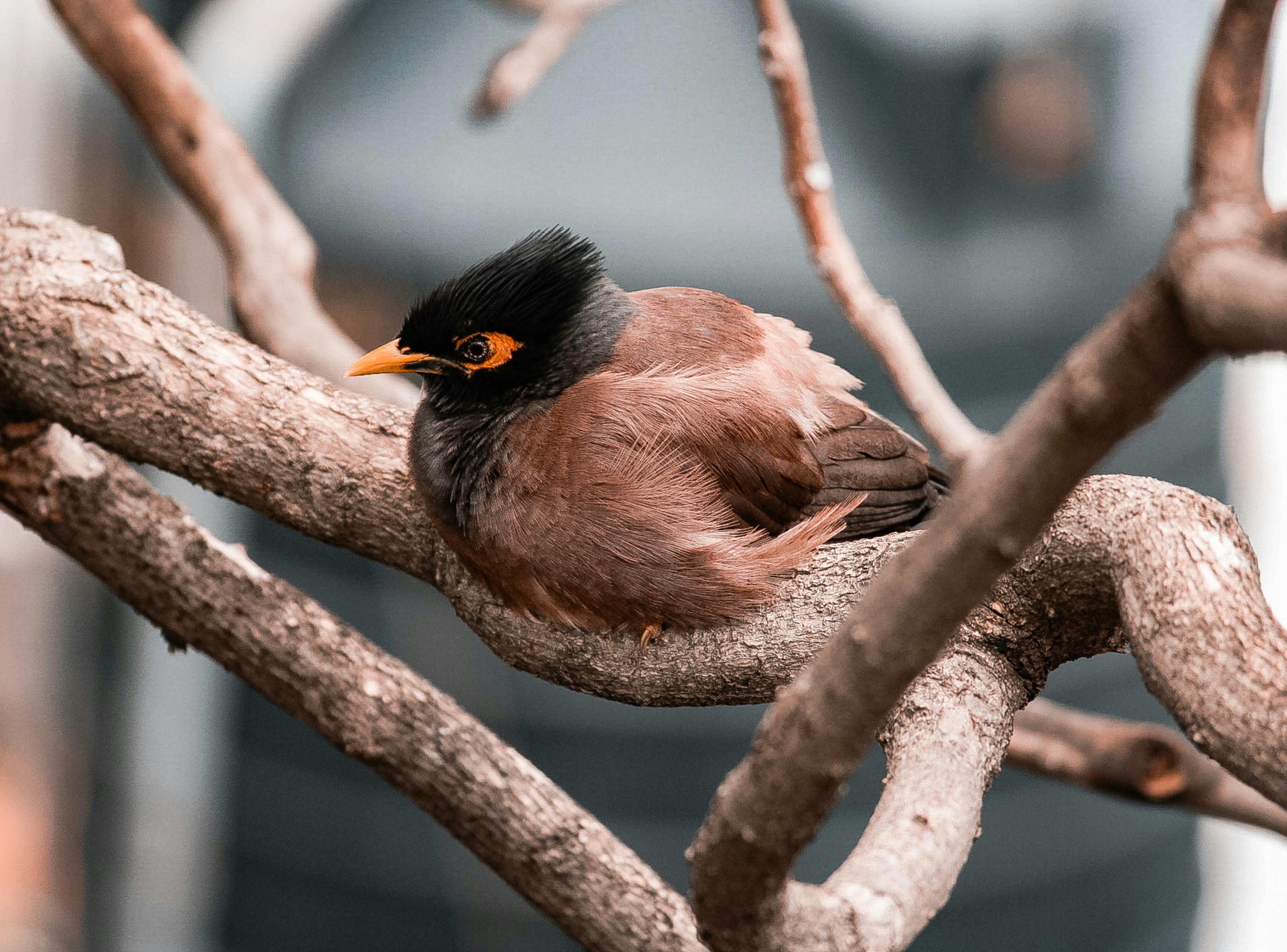 🏡 Snowbird vs. Local Buyer: Who’s Winning Which Homes Right Now header image.
