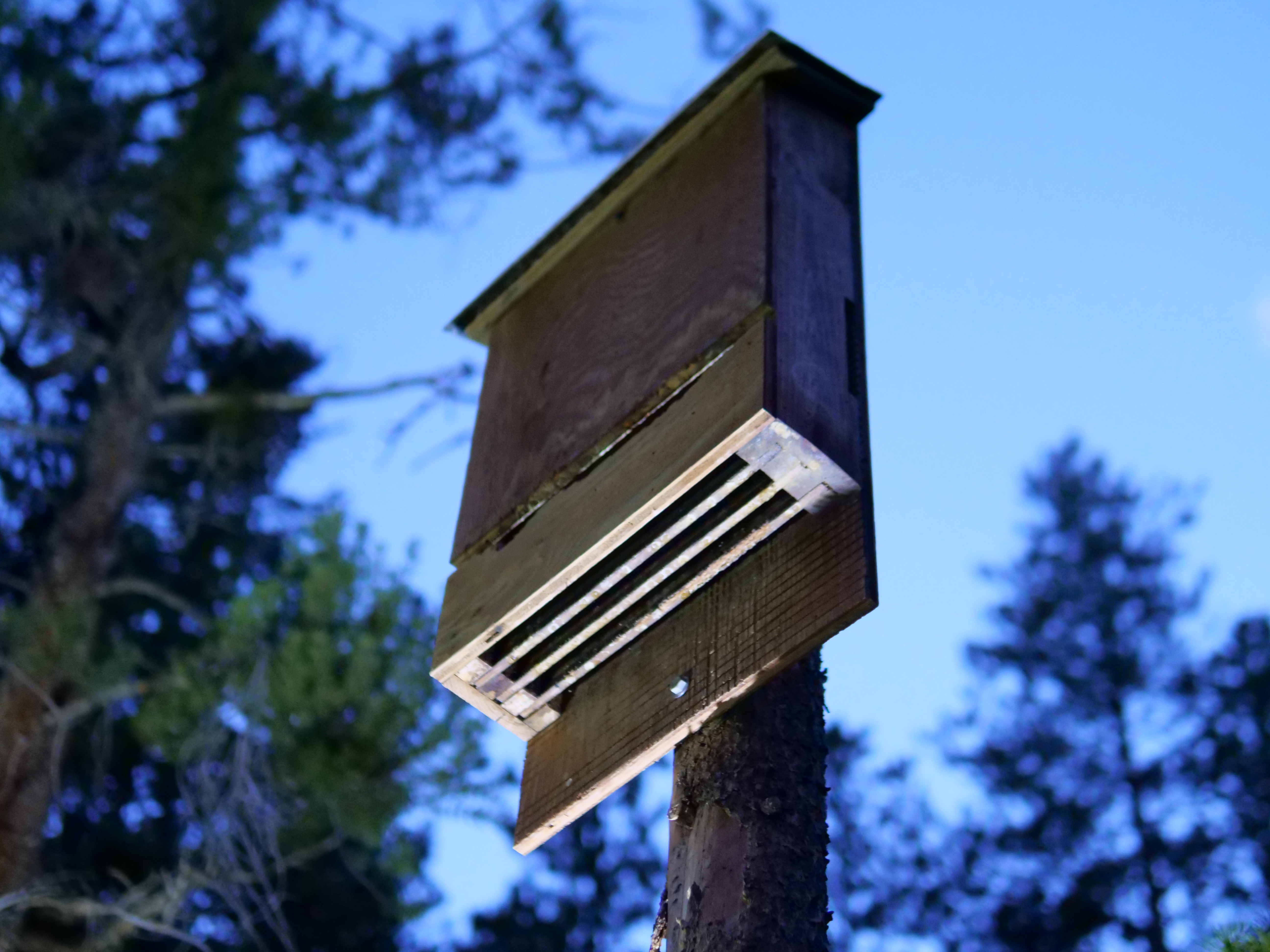 Bats Find a New Home at Sun ’N Lake Preserve header image.