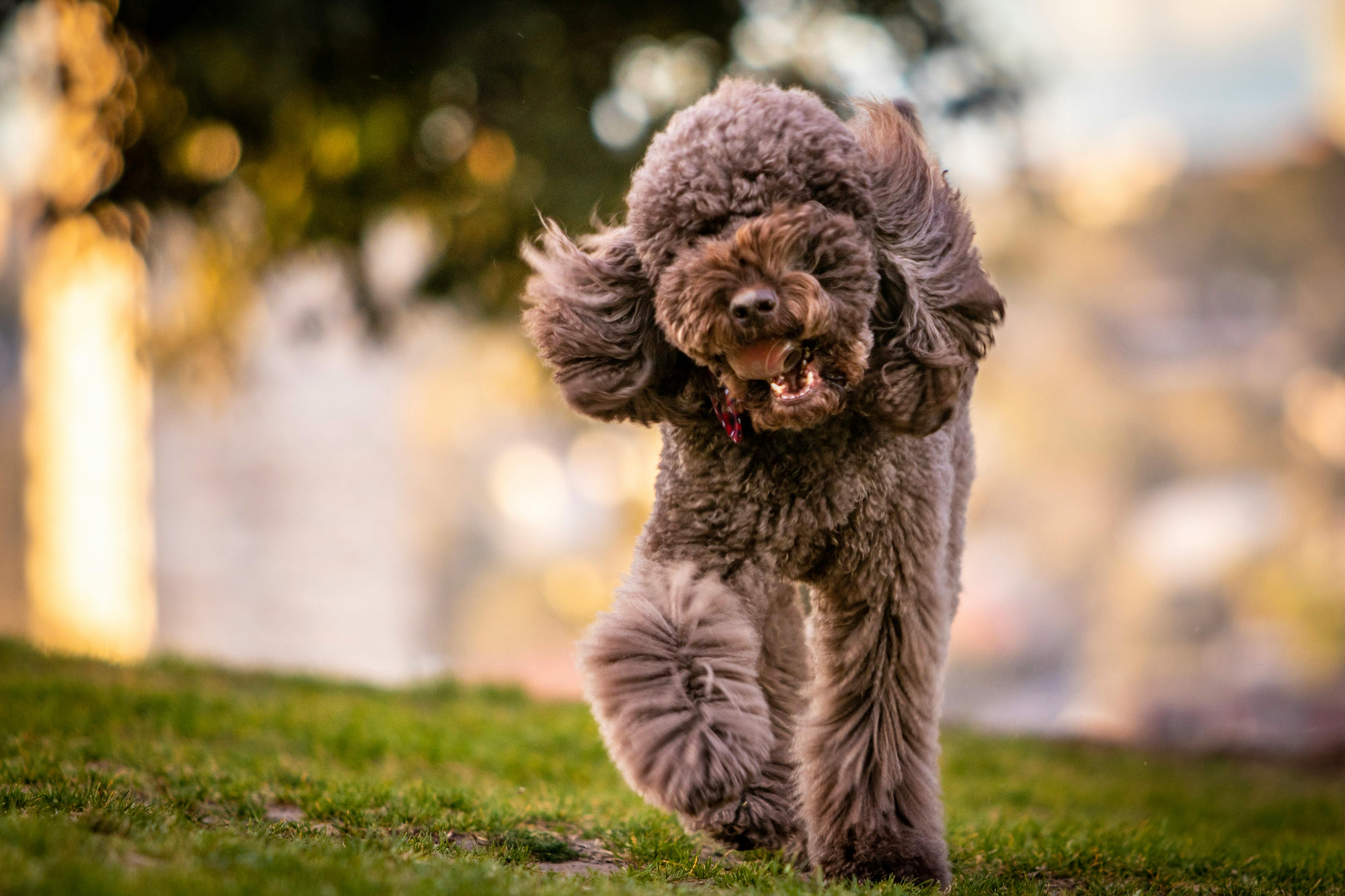 Off-Leash & Loving It: A Dog’s Guide to Greenville, South Carolina header image.