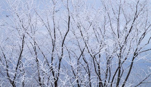 How to Prepare Your Home for a Texas Winter header image.