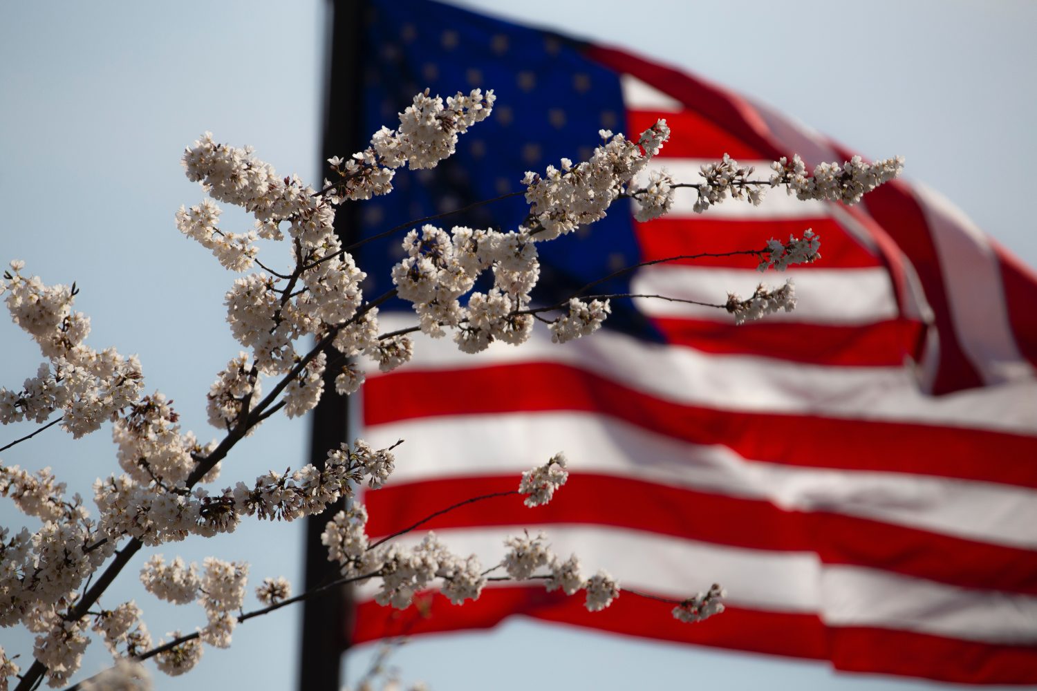 Memorial Day Events Around Grapevine, Flower Mound and More! header image.