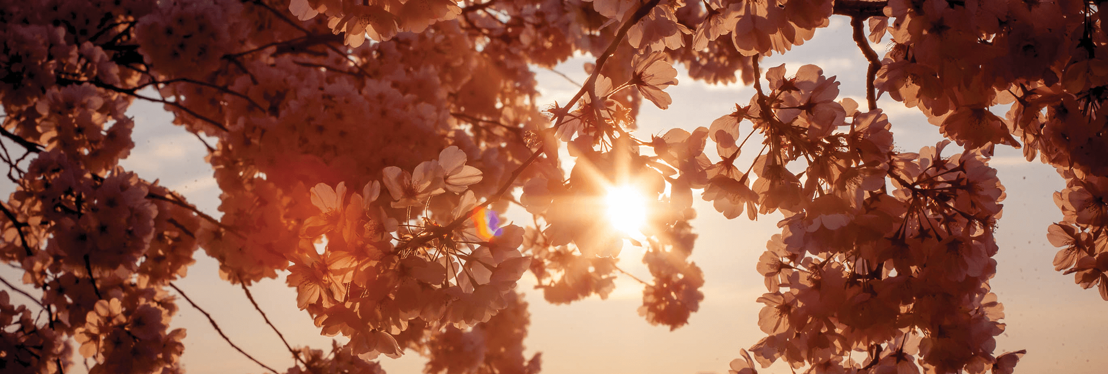 A Guide to Top Floral Destinations For Spring header image.
