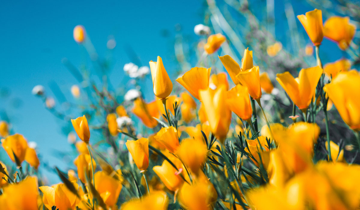 5 Summer Flower-Growing Tips header image.