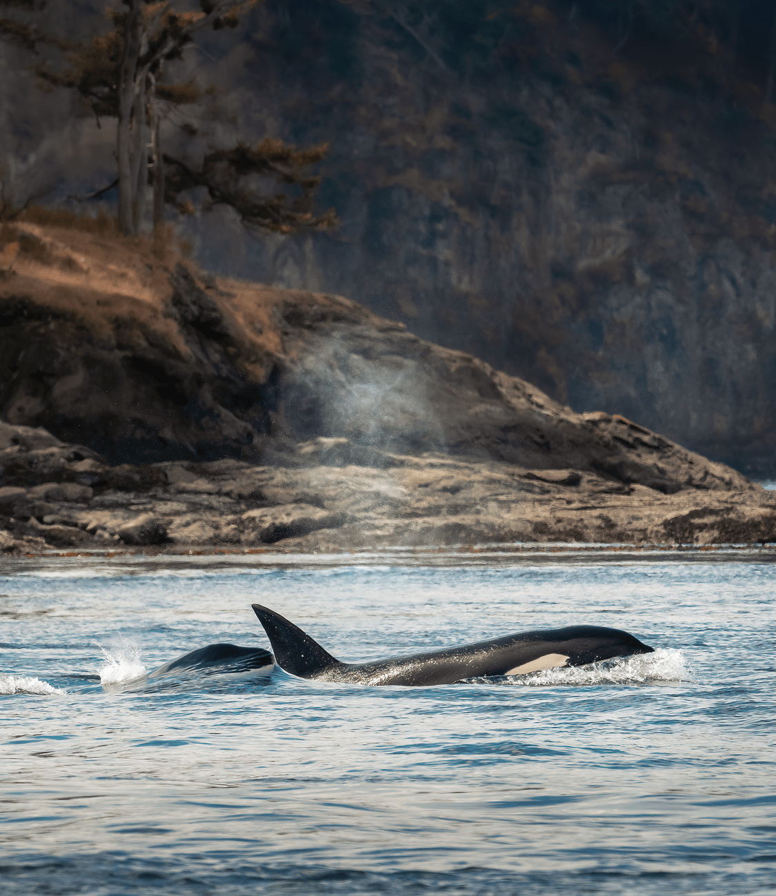 A Whale of a Time: A Guide to Friday Harbor, San Juan Island, Washington header image.
