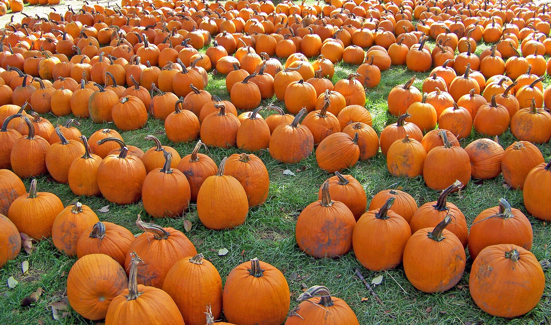 Rows of orange pumpkins at a fall pumpkin patch
