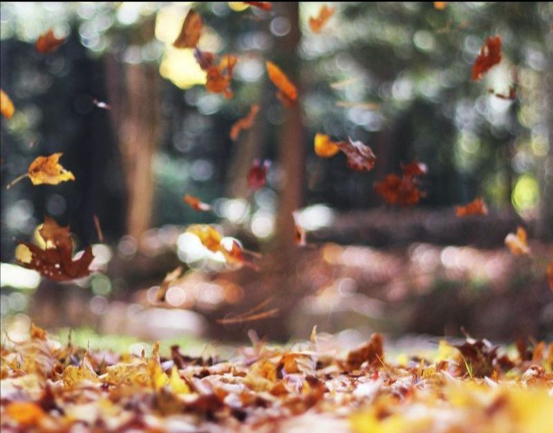 Southlake Community Leaf Recycling Program header image.