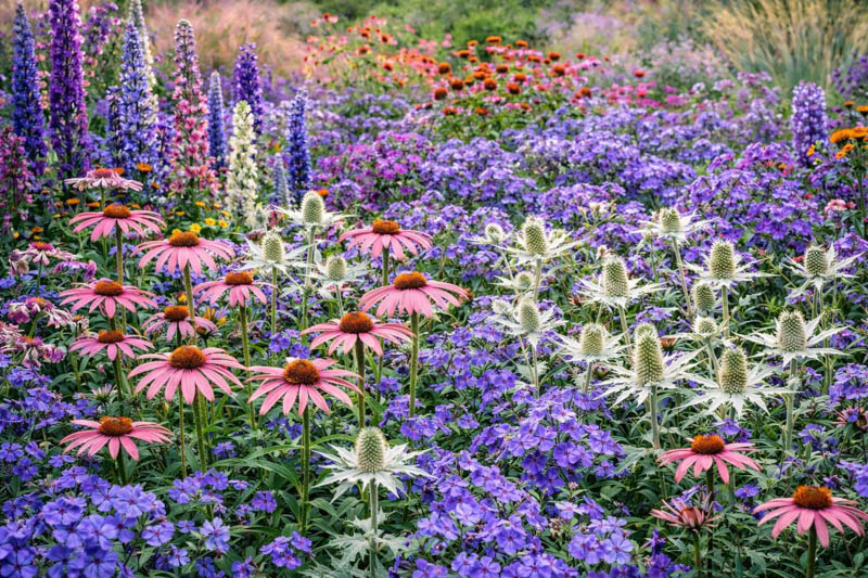 Top New Plants Worth Adding to Your Garden! header image.