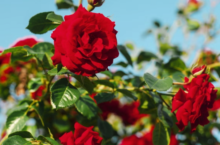 Planting Roses for a Beautiful Yard header image.