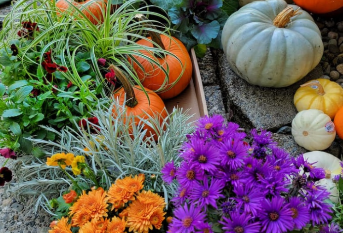 9 Plants for a Stunning Fall Garden header image.