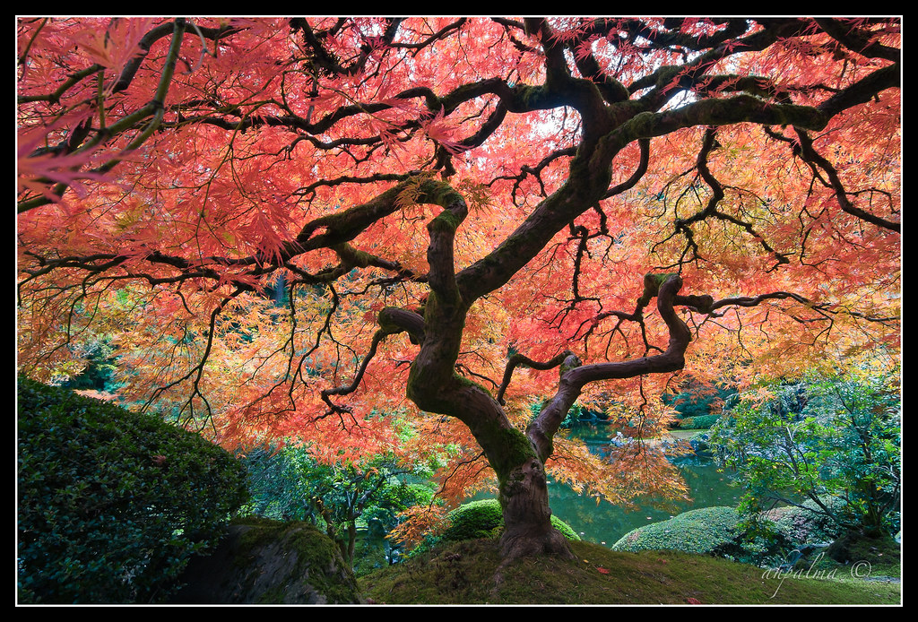 7 Stunning Maples for your PNW Garden! header image.