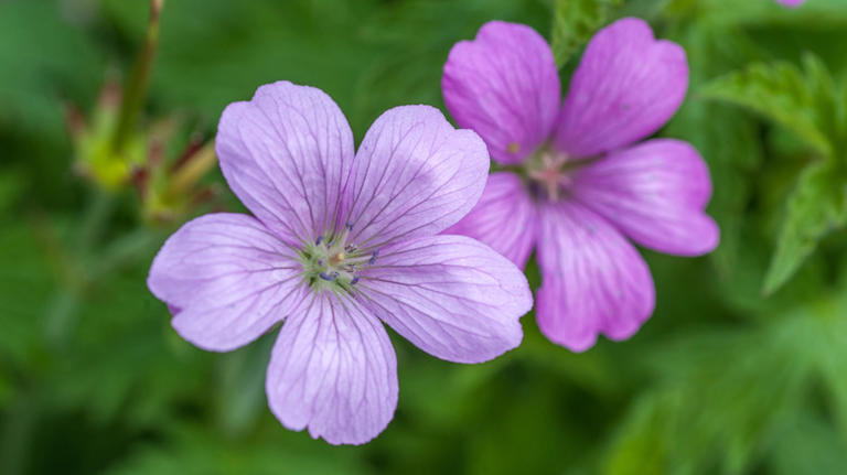 Flowers That Even The Worst Gardeners Can Handle header image.