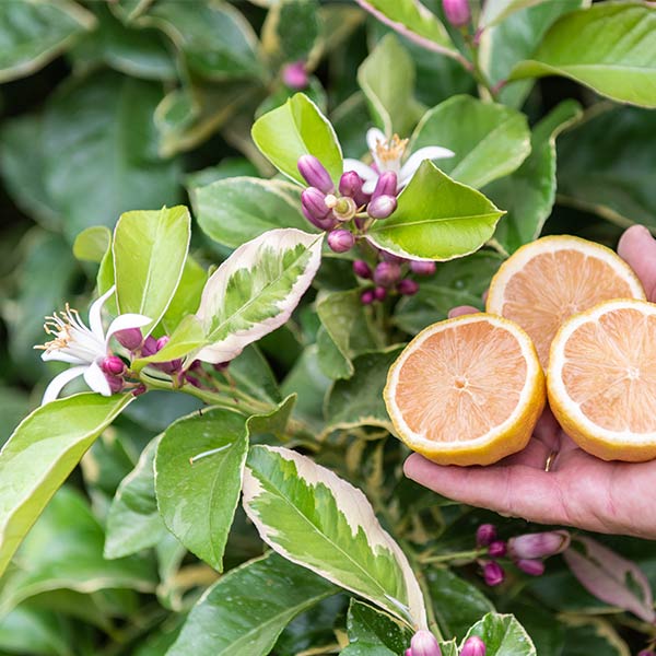 A Pacific Northwest Guide to Growing Citrus header image.
