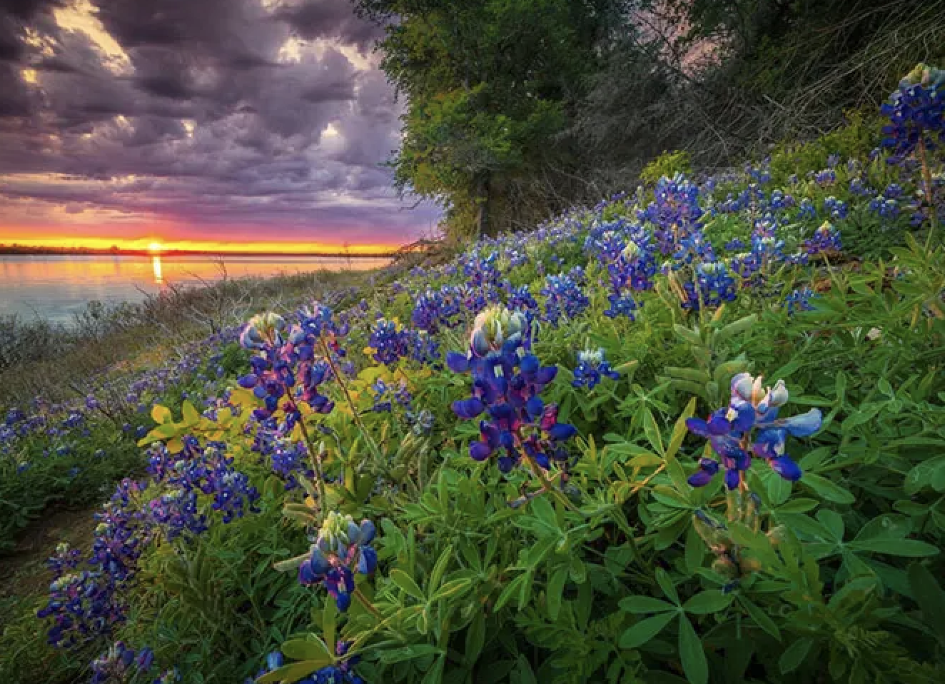 Flower Mound Shines as Texas's Top Small City header image.