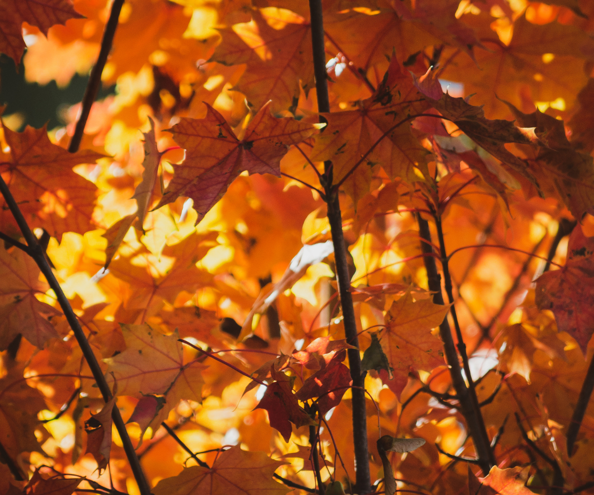 6 Fun Family Activities to Do in the Fall in and near West Seattle header image.