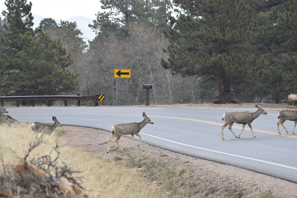 Watch for wildlife on Colorado roads during daylight saving time | Living in Colorado Tips header image.