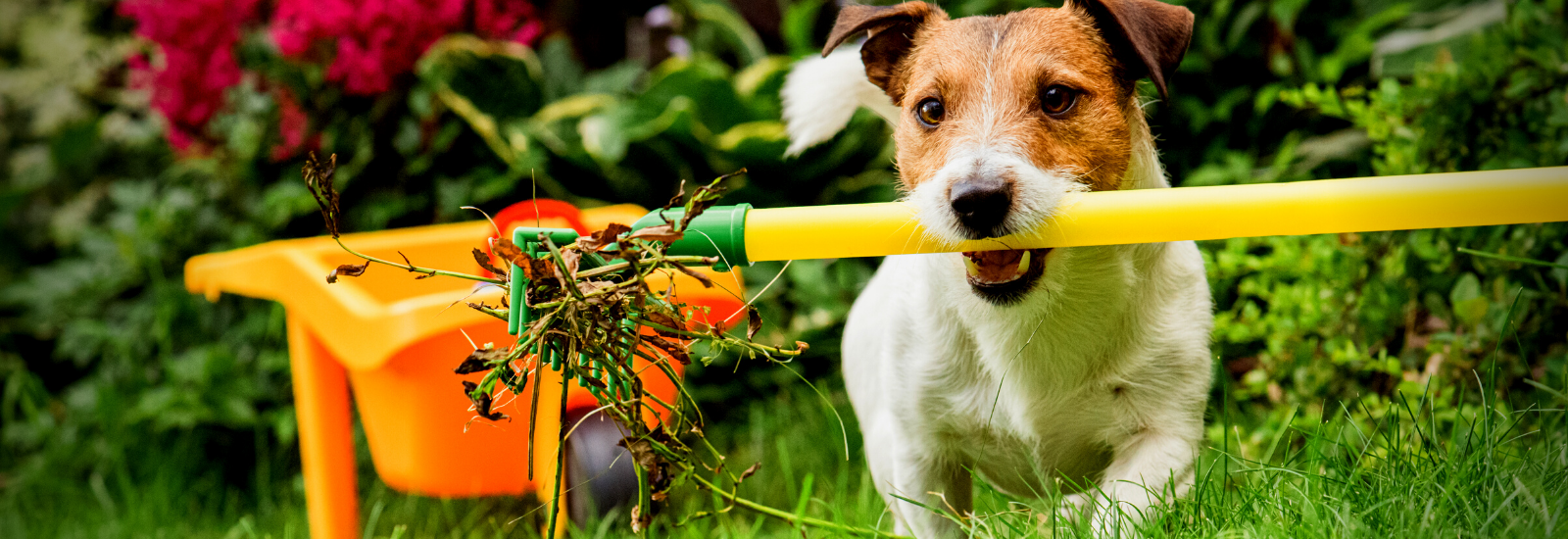 3 Essential Steps to Spring Clean Your Backyard header image.