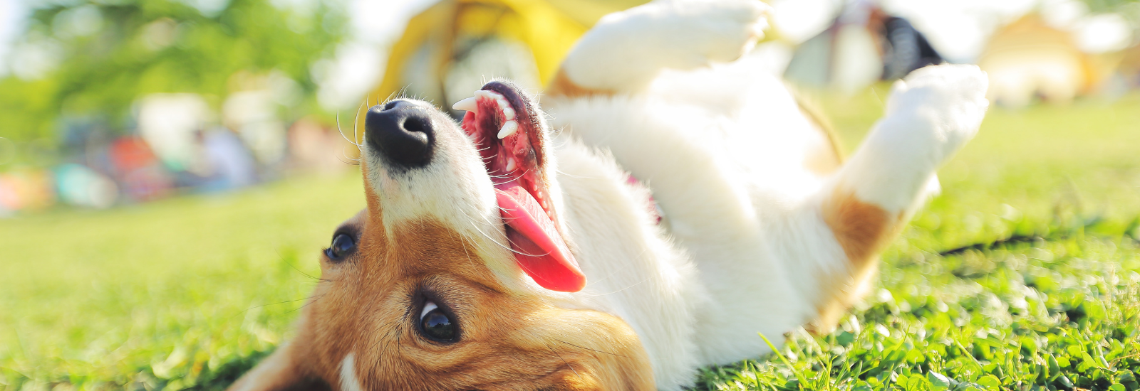 Chico’s Best Dog Parks & Pet-Friendly Spots to Explore This National Pet Day header image.