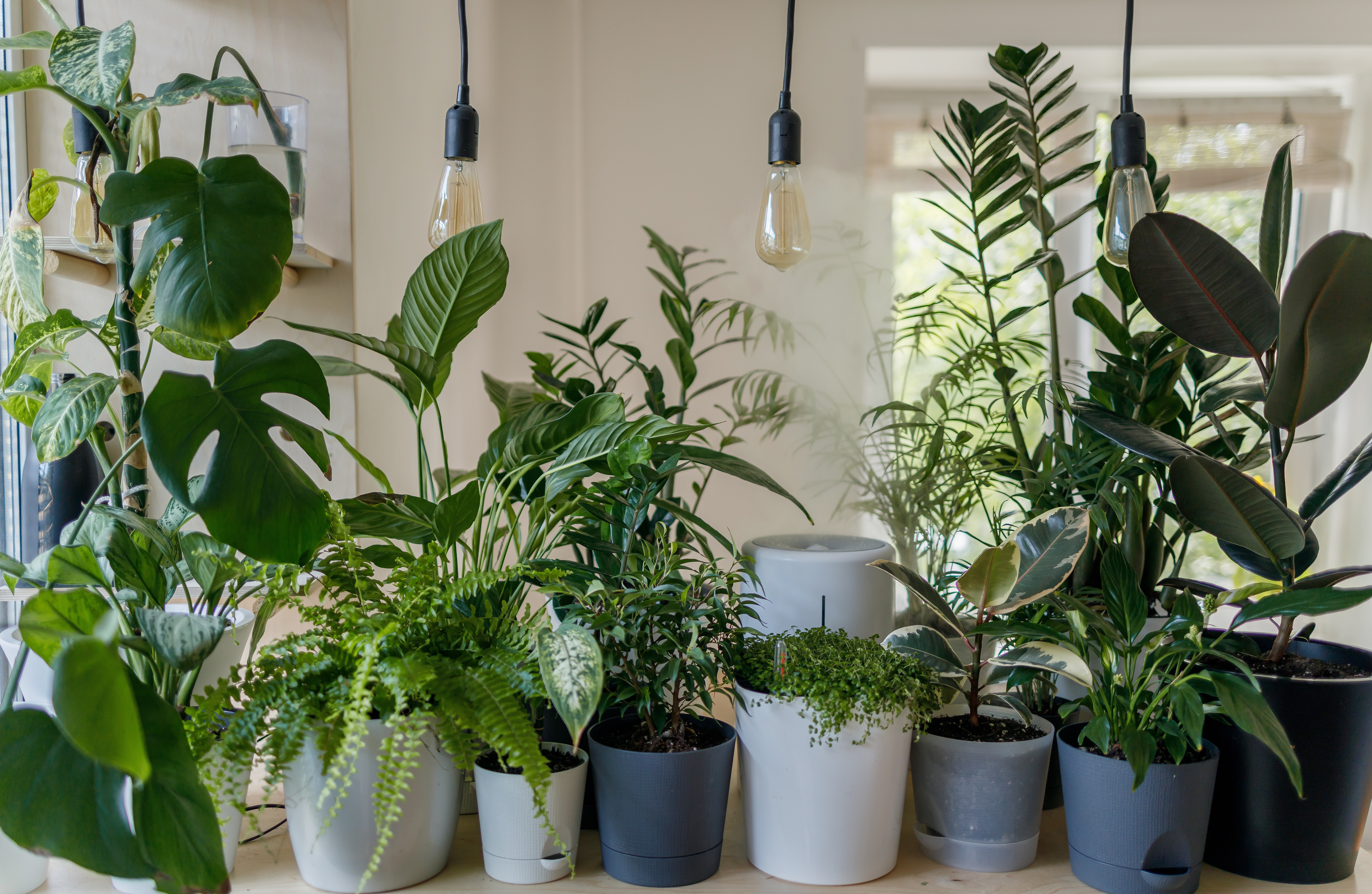 A Hobby for All Seasons: 7 Science-Backed Benefits of Indoor Plants header image.