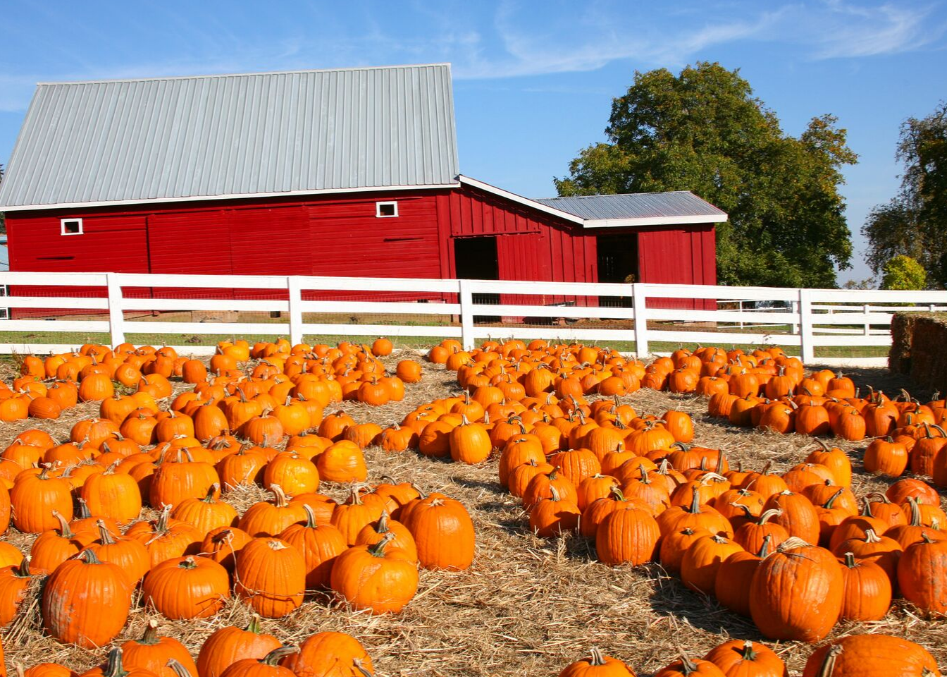 10th Annual Reece Homes BBQ at the Pumpkin Patch! header image.