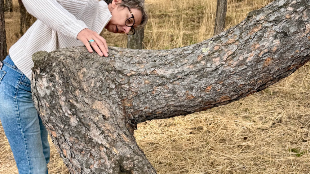 A woman looking at a bent tree in a forest in the foothills of colorado