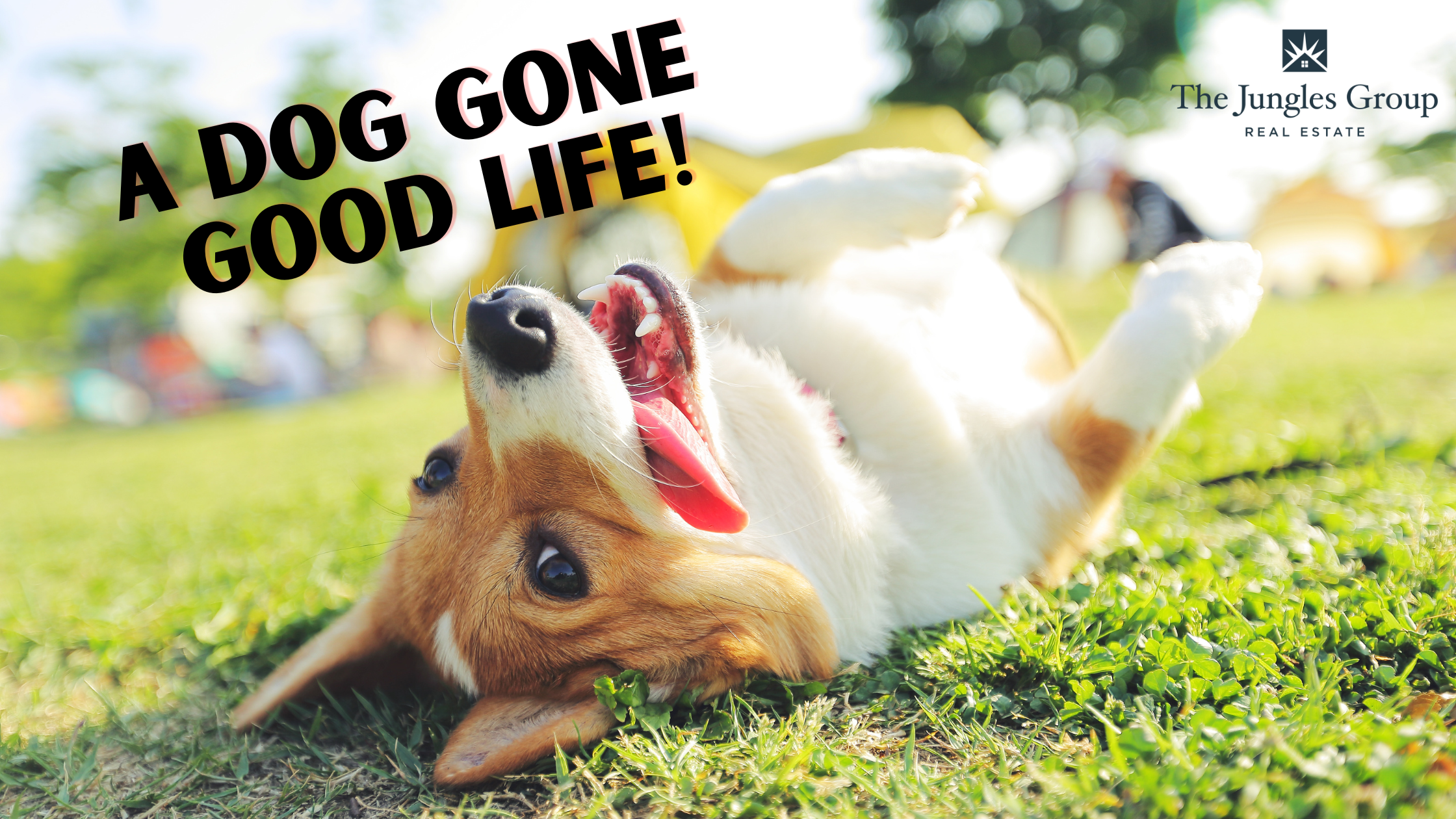 Guide to local dog life in Illinois west suburbs