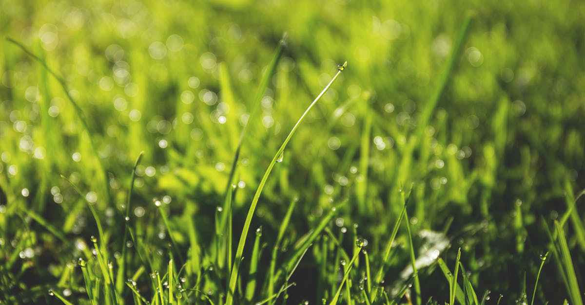 Taking Care of Your Houston Lawn Without Wasting Resources header image.