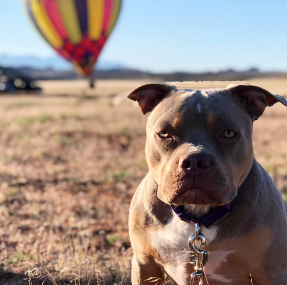 Home Maintenance Tips and Tricks for Pet Owners header image.