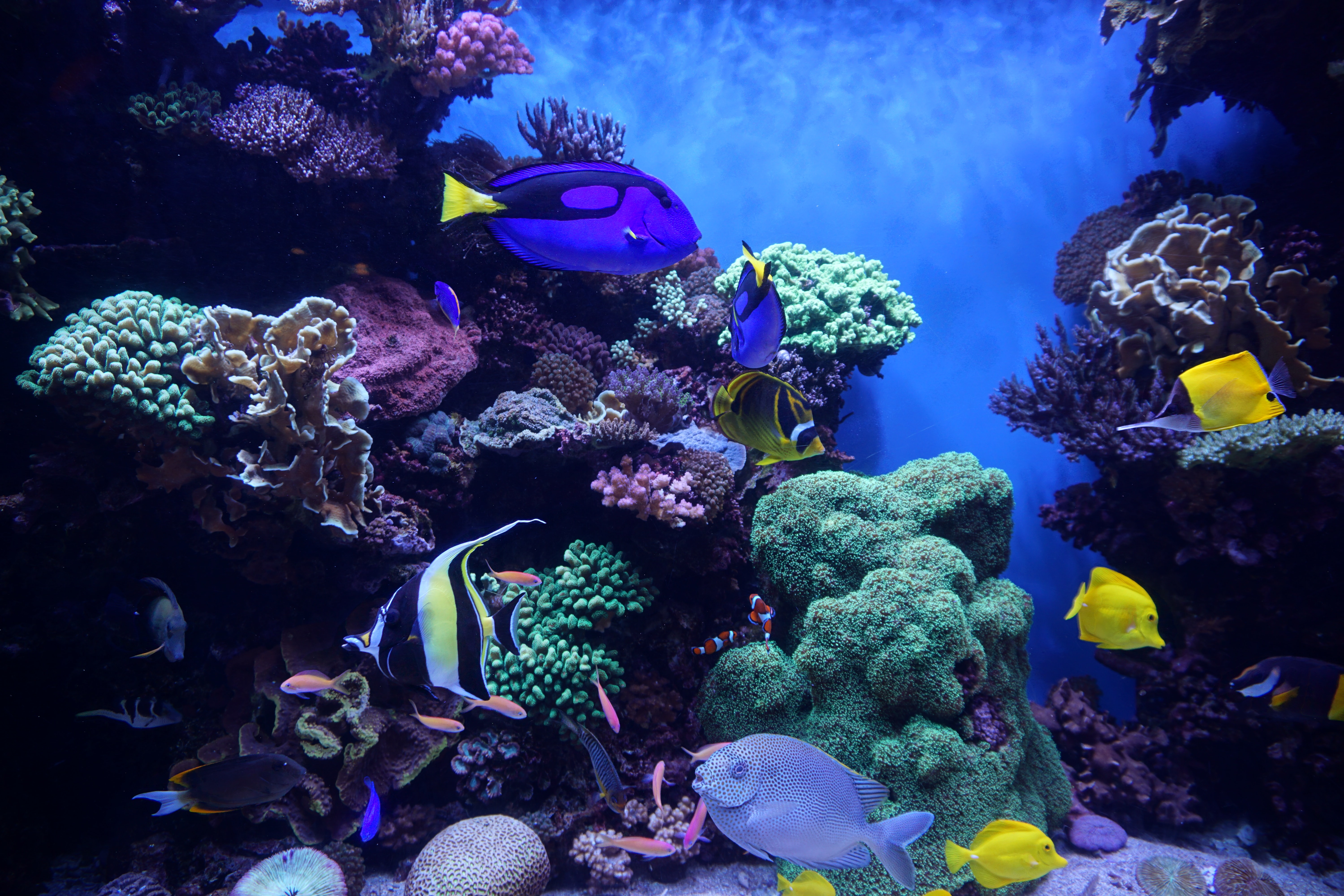 Crystal Coast Business Spotlight: NC Aquarium at Pine Knoll Shores header image.