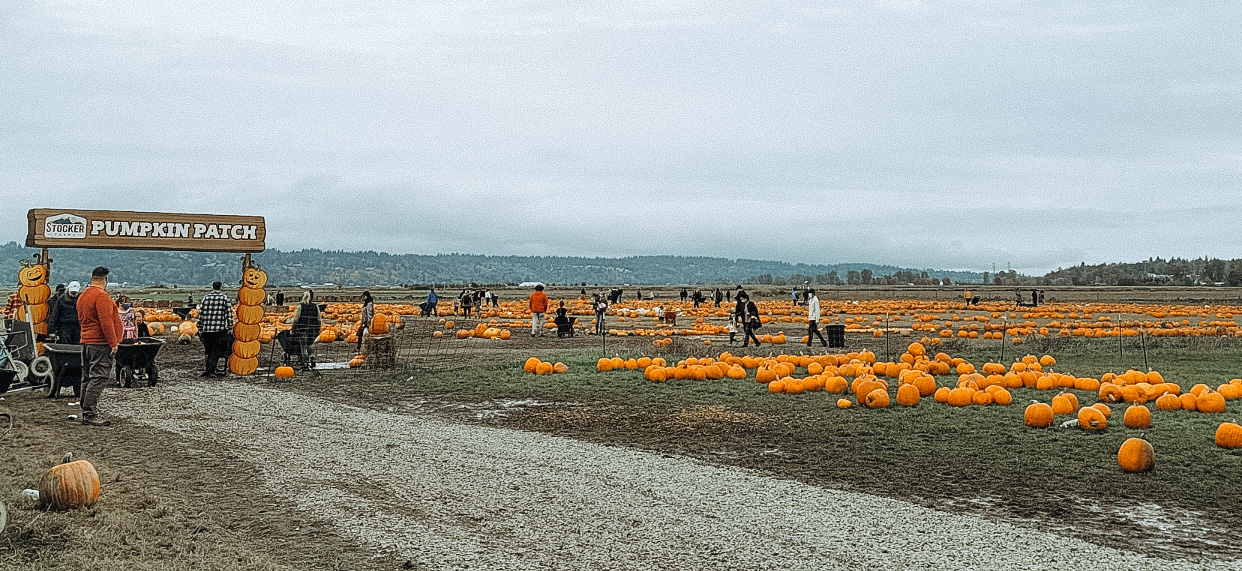 Beach & Blvd | Pumpkin Patch Party! header image.