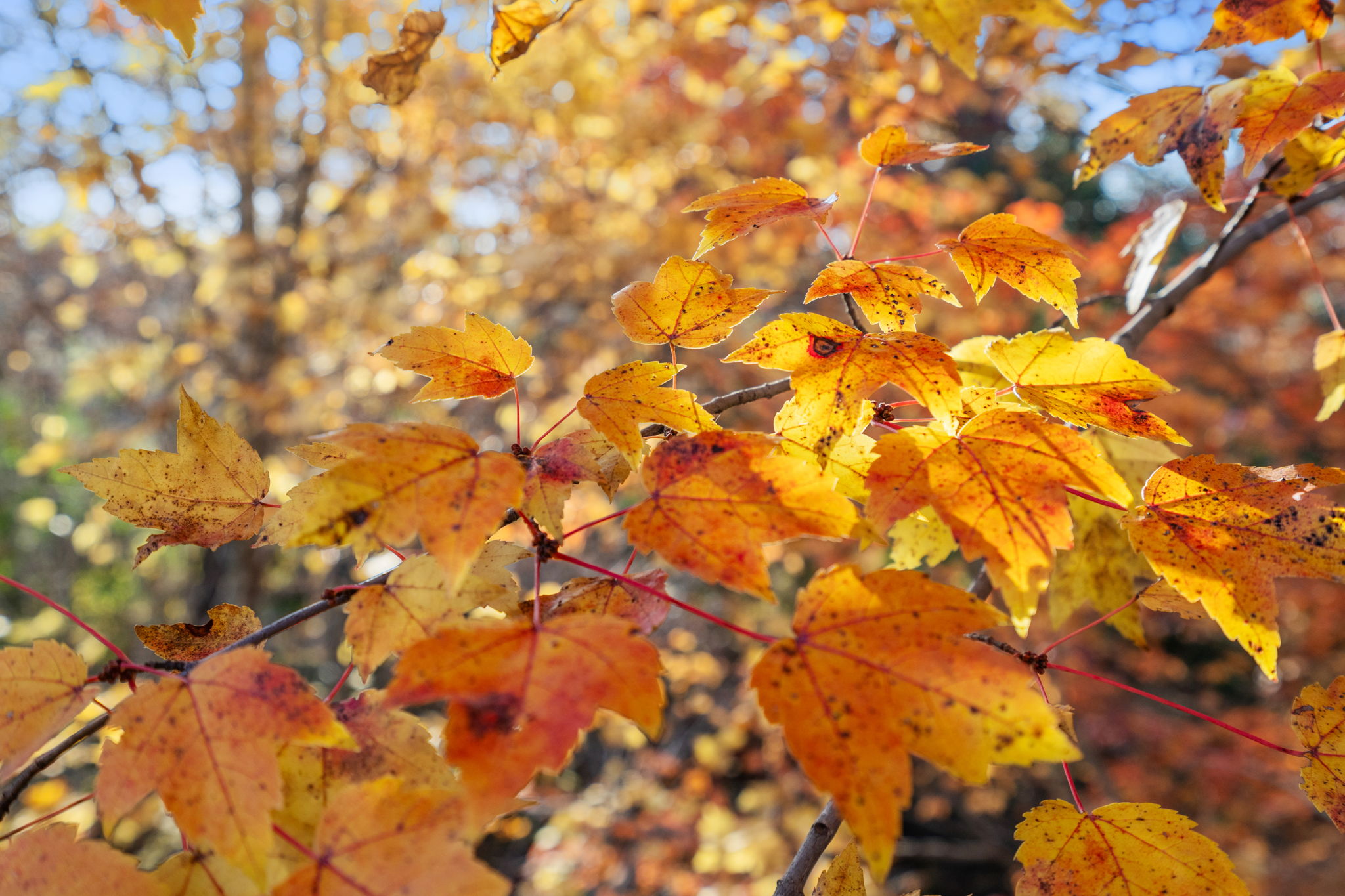 Autumn leaves in Elk River, Minnesota