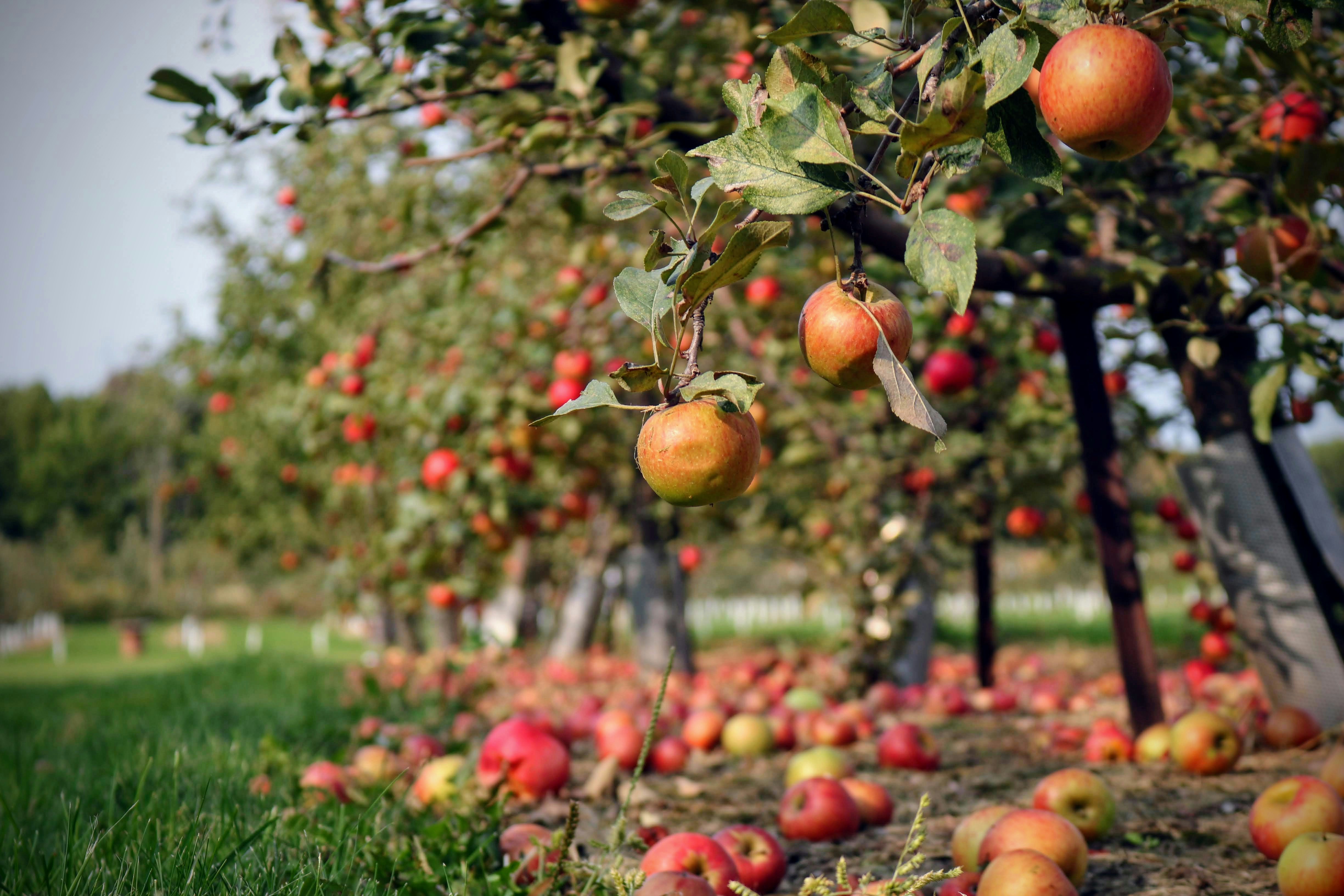 Apple orchard. Photo by Skylar Zilka on Unsplash