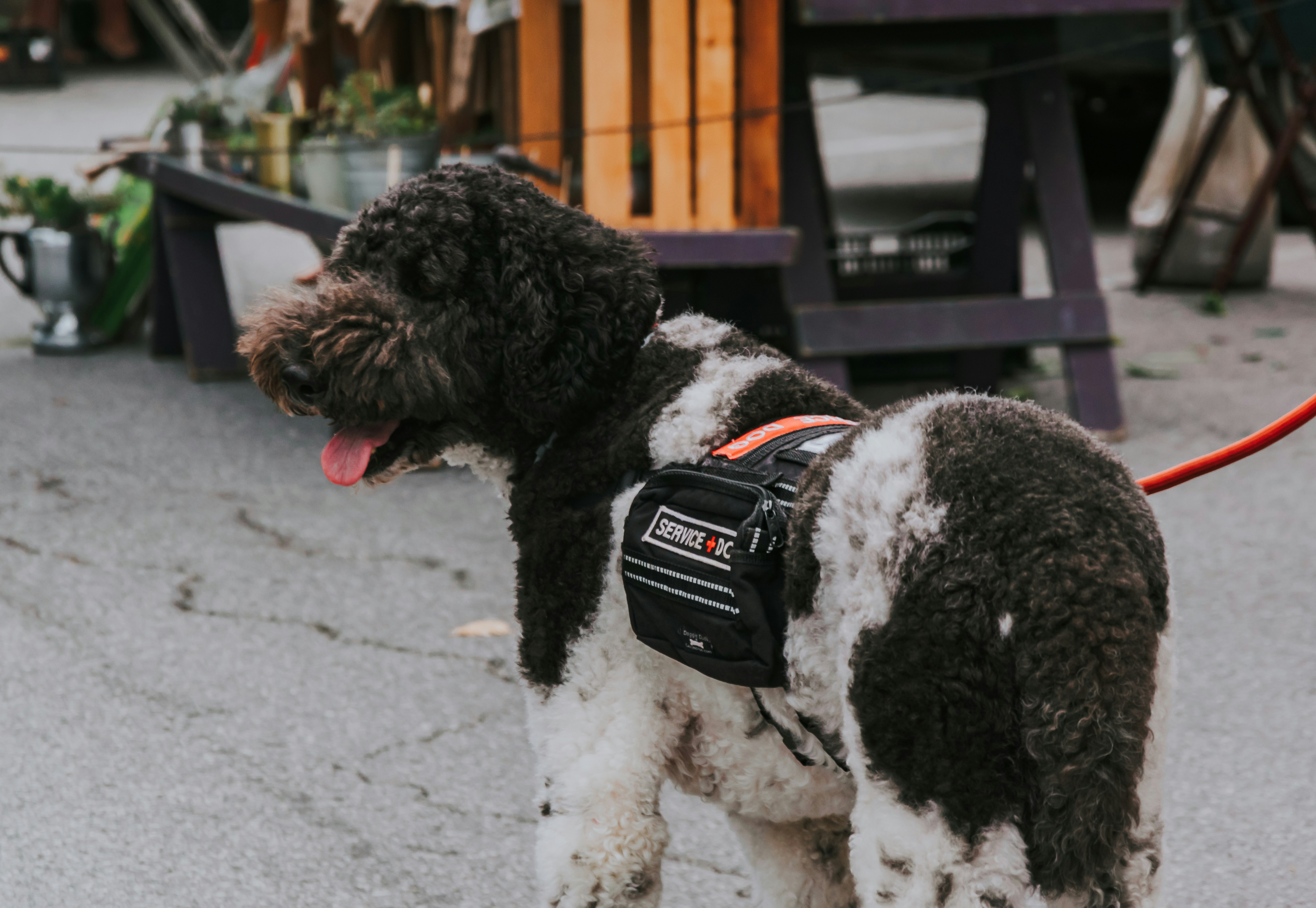 Service dog. Photo by Frames For Your Heart on Unsplash.