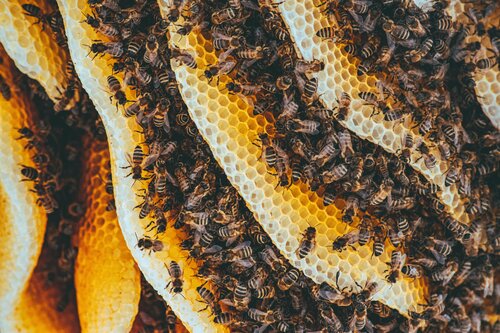 FIND YOUR HIVE header image.