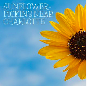 Here come the Sunflowers!! header image.