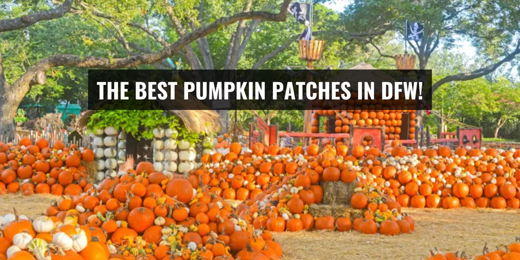 Best Pumpkin Patches in DFW! header image.