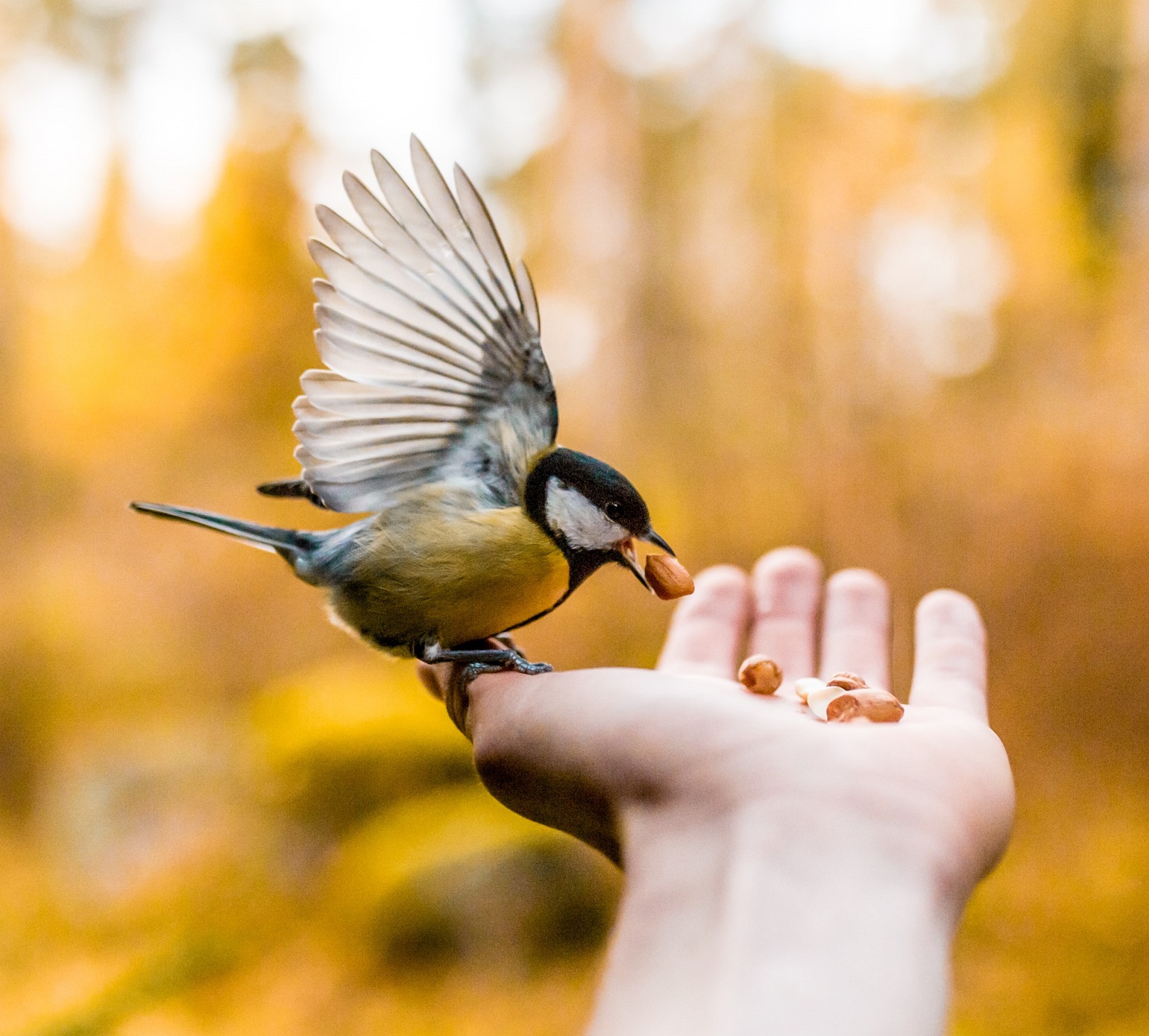 Fun Things You Can Only Do at Lake Wallenpaupack header image.